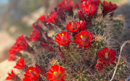 picture of cactus flower blossoms