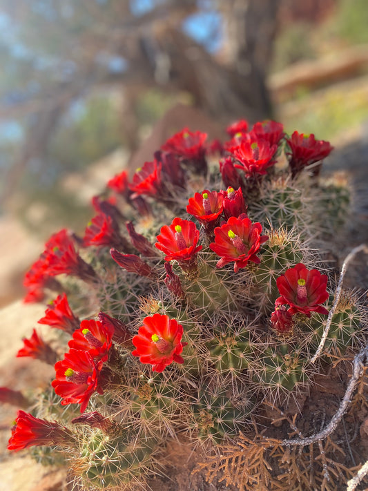 picture of cactus flower blossoms