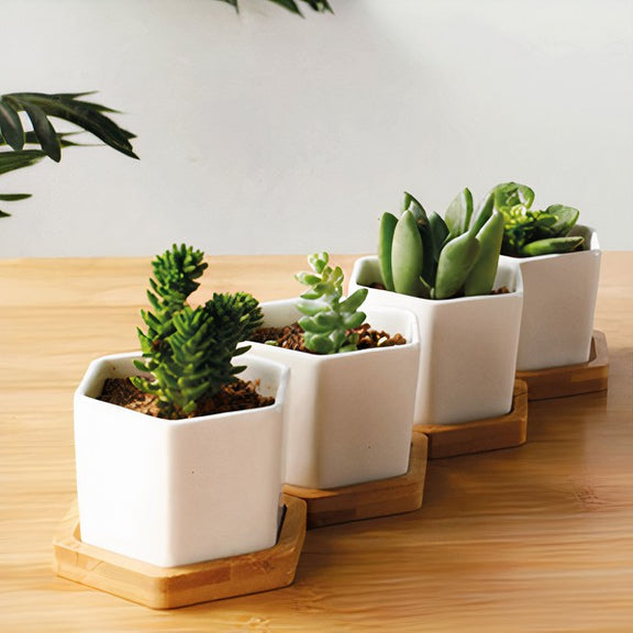 Succulent Planter -Small -Set of 3-    