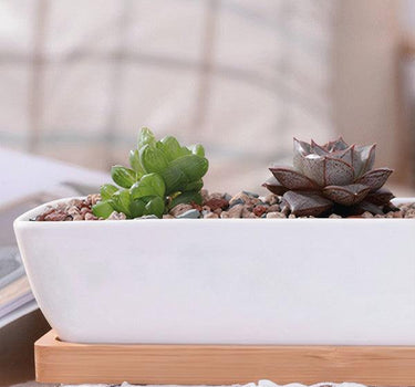 Succulent Planter-Long