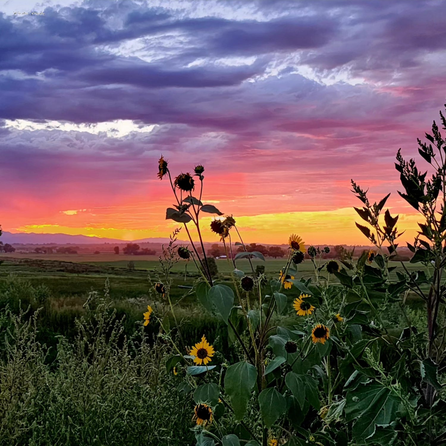 Country Sunset 1 Art (Prints) 16x20  