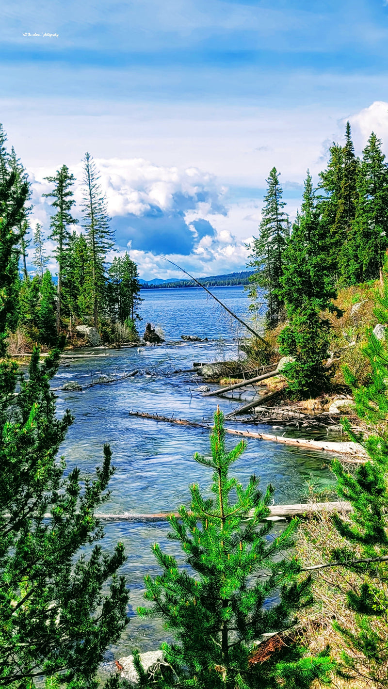 Jenny Lake Grand Tetons Canvas Print Canvas Art (Prints) 16x20  