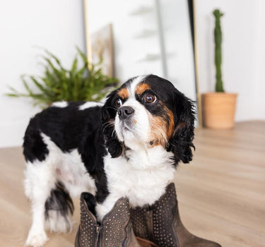 Nailed It Ankle Boot in White