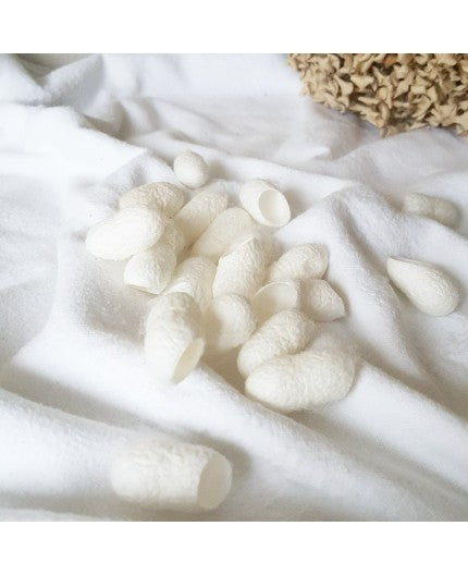 Silk Cocoons    